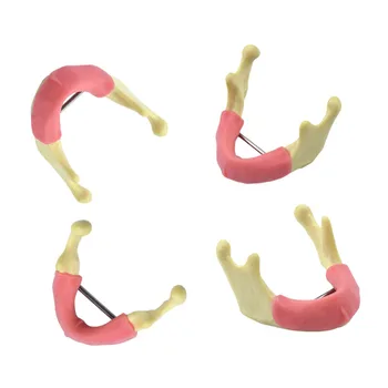 Модель для практики имплантации зубов Модель нижней челюсти с обучающей моделью десны