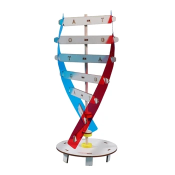 Модель ДНК человеческих генов G5AA Модель двойной спирали Научная развивающая игрушка Учебный инструмент Украшение дома для ученика учителя