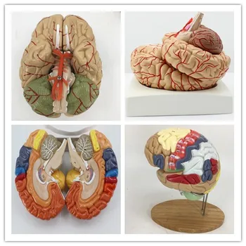 съемная модель анатомии человеческого мозга модель сосудов головного мозга медицинское учебное оборудование